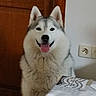 Raya a rejoint le concours — aidez-le/la à gagner de superbes lots ! dog, siberian_husky, indoor, tongue_out, happy, pet, canine, fur, door, wall_socket, tablecloth, animal, mammal, house, portrait, smiling, domestic_animal, ears, face, closeup