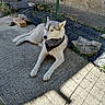 Raya a rejoint le concours — aidez-le/la à gagner de superbes lots ! animal, bandana, calm, canine, concrete, daylight, dog, domestic_animal, fence, husky, leisure, nature, outdoor, pet, quiet, resting, shadow, side_view, sunlight, watchful