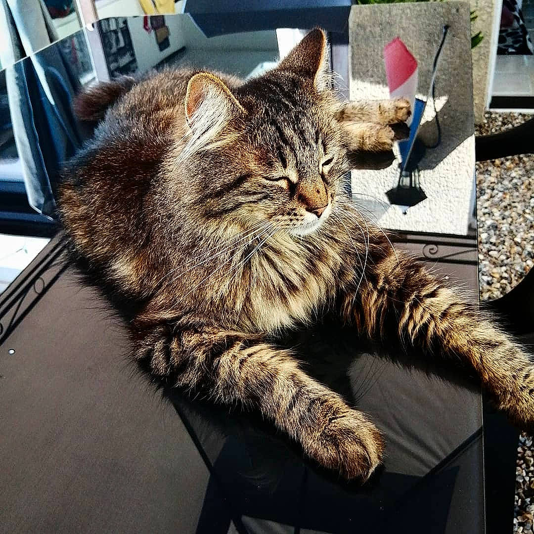 Guizmo participe au concours pour gagner de l'argent avec cette photo : carnivore, cat, claw, comfort, domestic_short_haired_cat, felidae, fur, metal, nap, paw, sitting, sleep, small_to_medium_sized_cats, snout, tail, terrestrial_animal, whiskers, window