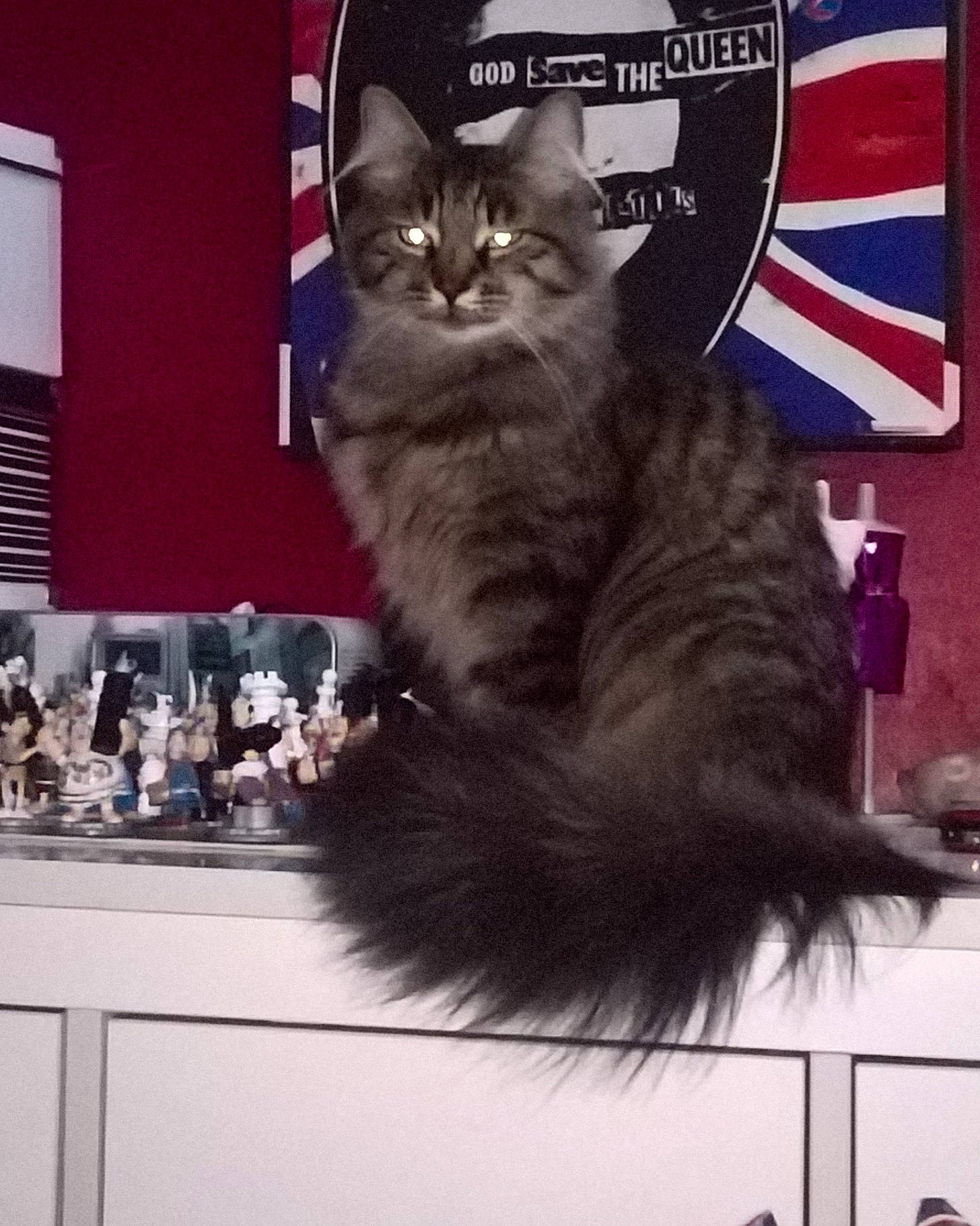 Guizmo participe au concours pour gagner de l'argent avec cette photo : black_cat, british_longhair, carnivore, cat, claw, domestic_short_haired_cat, felidae, font, fur, logo, maine_coon, metal, paw, sitting, small_to_medium_sized_cats, snout, tail, whiskers