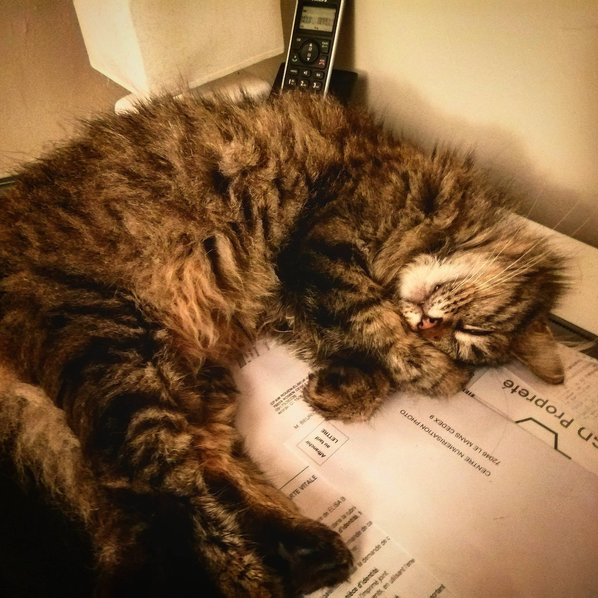 Guizmo participe au concours pour gagner de l'argent avec cette photo : art, carnivore, cat, claw, comfort, domestic_short_haired_cat, felidae, fur, maine_coon, nap, paw, small_to_medium_sized_cats, snout, tail, terrestrial_animal, whiskers