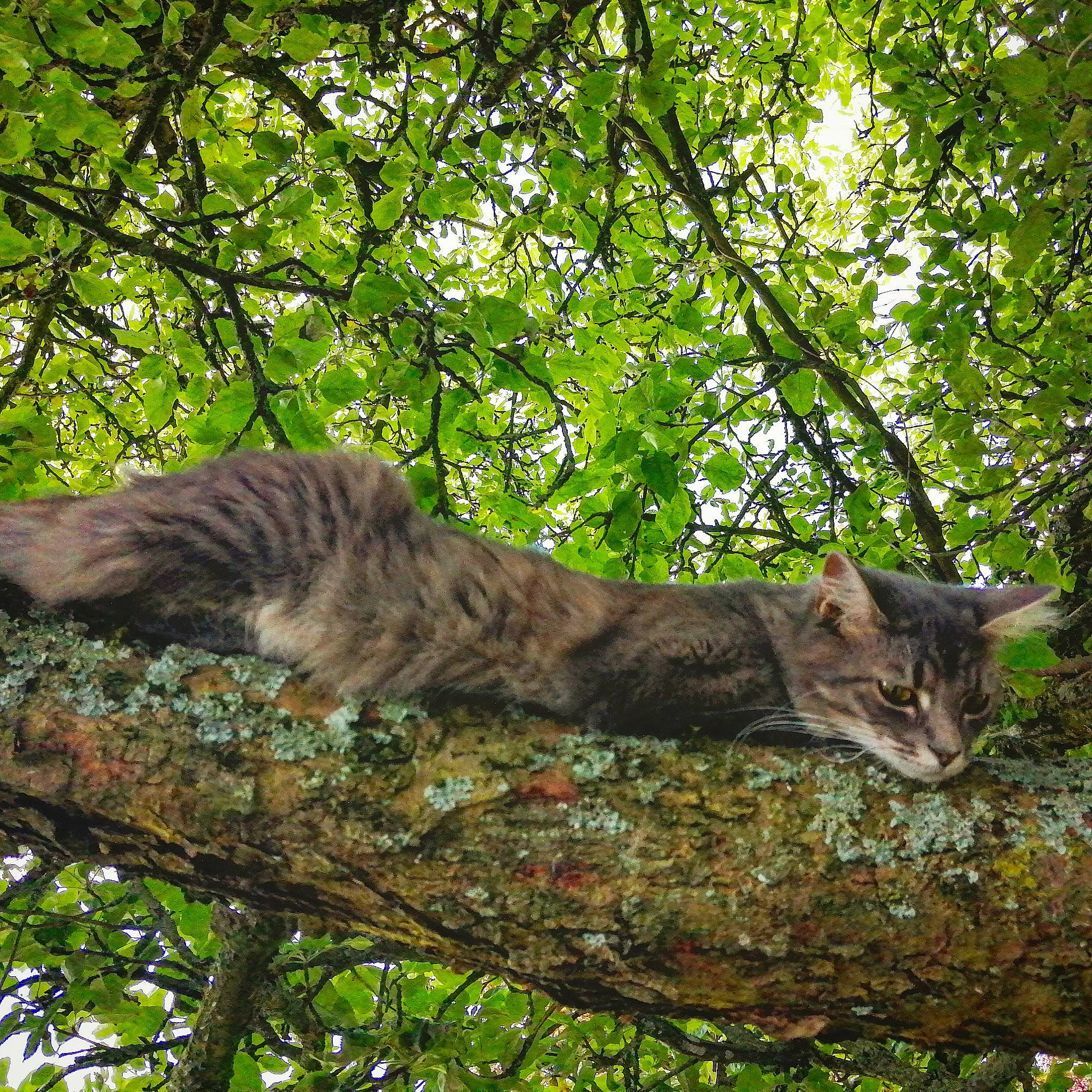Clara participe au concours pour gagner de l'argent avec cette photo : branch, carnivore, cat, deciduous, domestic_short_haired_cat, fawn, felidae, forest, grass, plant, small_to_medium_sized_cats, snout, tail, terrestrial_animal, tree, trunk, twig, whiskers, wildlife, wood