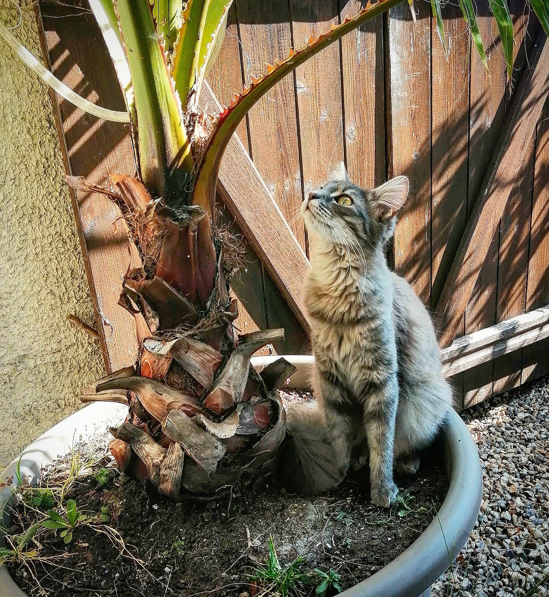 Clara a rejoint le concours — aidez-le/la à gagner de superbes lots ! carnivore, cat, domestic_short_haired_cat, fawn, felidae, fence, fur, grass, plant, small_to_medium_sized_cats, soil, tail, terrestrial_animal, terrestrial_plant, tree, trunk, twig, whiskers, wildlife, wood