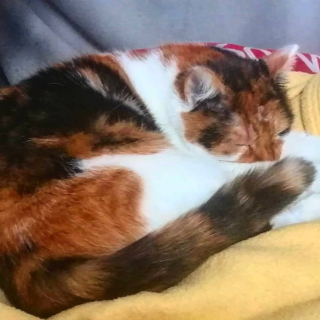 Clyde a rejoint le concours — aidez-le/la à gagner de superbes lots ! carnivore, cat, claw, comfort, domestic_short_haired_cat, felidae, foot, fur, grass, paw, plant, small_to_medium_sized_cats, snout, tail, terrestrial_animal, tree, whiskers, wood