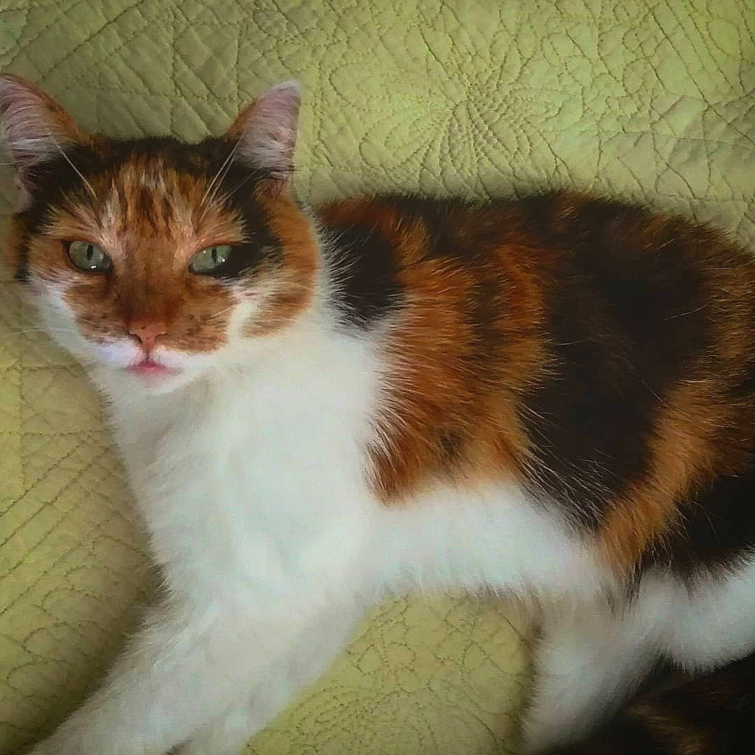 Clyde participe au concours pour gagner de l'argent avec cette photo : carnivore, cat, domestic_short_haired_cat, eye, fawn, felidae, fur, paw, small_to_medium_sized_cats, snout, tail, terrestrial_animal, whiskers, window