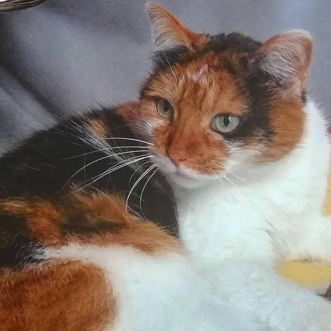 Clyde a rejoint le concours — aidez-le/la à gagner de superbes lots ! carnivore, cat, claw, comfort, domestic_short_haired_cat, fawn, felidae, fur, paw, small_to_medium_sized_cats, snout, tail, whiskers, window