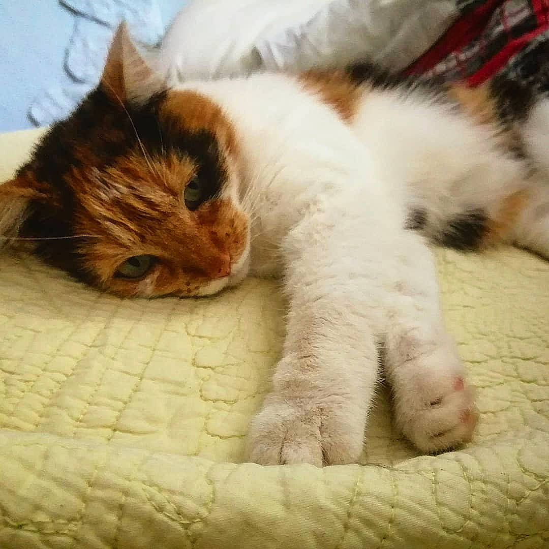 Clyde participe au concours pour gagner de l'argent avec cette photo : carnivore, cat, claw, cloud, comfort, domestic_short_haired_cat, eye, fawn, felidae, foot, fur, head, meteorological_phenomenon, nap, paw, sky, small_to_medium_sized_cats, snout, tail, whiskers