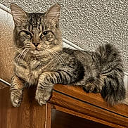 Tinker joined the competition — help win amazing prizes! animal, cat, ceiling, closeup, decorations, ears, feline, fur, home, indoor, lounging, mushrooms, pet, relaxed, shelf, tabby, tail, textured_ceiling, whiskers, wooden_cabinet