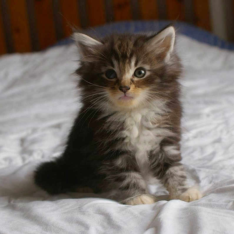Jodie