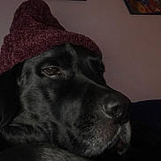 Harley a rejoint le concours — aidez-le/la à gagner de superbes lots ! beanie, black_dog, canine, closeup, cozy, dog, ear, eye, fur, hat, indoors, labrador, nose, painting, pet, portrait, portrait_photography, sleepy, sofa, wall