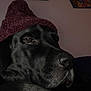 beanie, black_dog, canine, closeup, cozy, dog, ear, eye, fur, hat, indoors, labrador, nose, painting, pet, portrait, portrait_photography, sleepy, sofa, wall