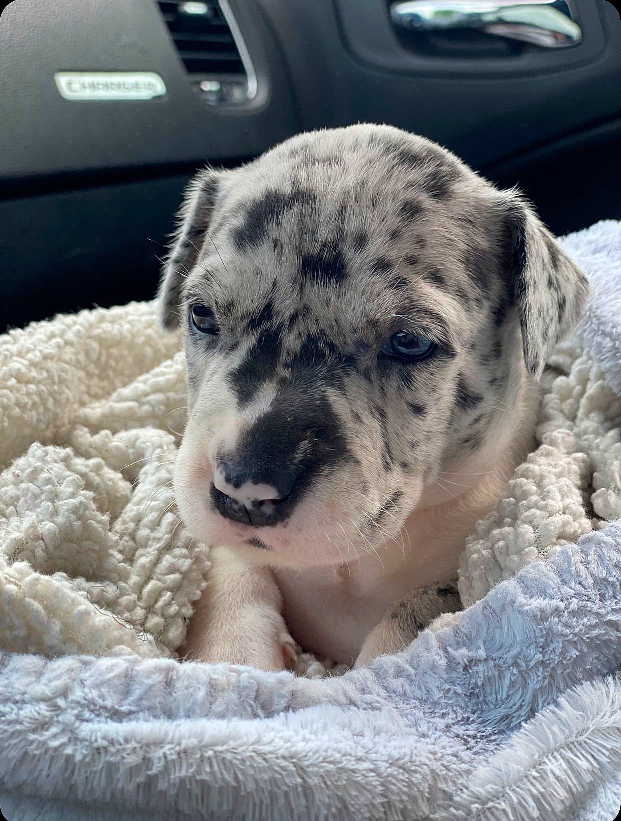 Princess joined the competition — help win amazing prizes! canidae, carnivore, catahoula_bulldog, dog, dog_breed, fawn, great_dane, guard_dog, louisiana_catahoula_leopard_dog, mammal, non_sporting_group, puppy, snout, sporting_group, vertebrate, working_dog