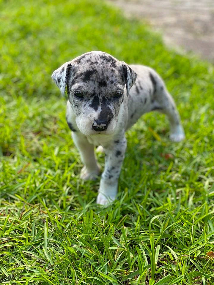 Princess is registered to the contest to win money with this photo: american_bulldog, canidae, carnivore, catahoula_bulldog, dalmatian, dog, dog_breed, grass, great_dane, koolie, louisiana_catahoula_leopard_dog, mammal, non_sporting_group, plant, puppy, rare_breed_dog, snout, sporting_group, vertebrate, working_dog