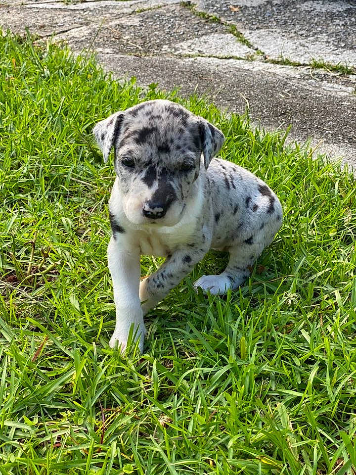Princess is registered to the contest to win money with this photo: american_bulldog, canidae, carnivore, catahoula_bulldog, dalmatian, dog, dog_breed, fawn, grass, great_dane, louisiana_catahoula_leopard_dog, mammal, non_sporting_group, plant, puppy, rare_breed_dog, sporting_group, vertebrate, working_dog