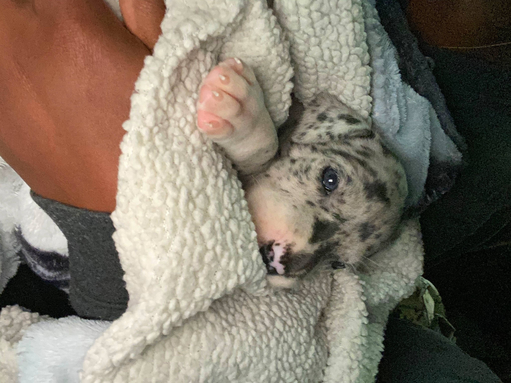 Princess is registered to the contest to win money with this photo: canidae, carnivore, dog, dog_breed, fawn, koala, mammal, non_sporting_group, snout, sporting_group, vertebrate