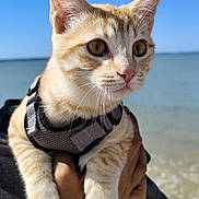 Twiggy a rejoint le concours — aidez-le/la à gagner de superbes lots ! kitten, cat, orange_tabby, pet, animal, harness, close_up, outdoor, beach, sea, sky, person_holding, whiskers, face, curious, young_cat, sunlight, nature, hand, water