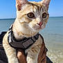 kitten, cat, orange_tabby, pet, animal, harness, close_up, outdoor, beach, sea, sky, person_holding, whiskers, face, curious, young_cat, sunlight, nature, hand, water