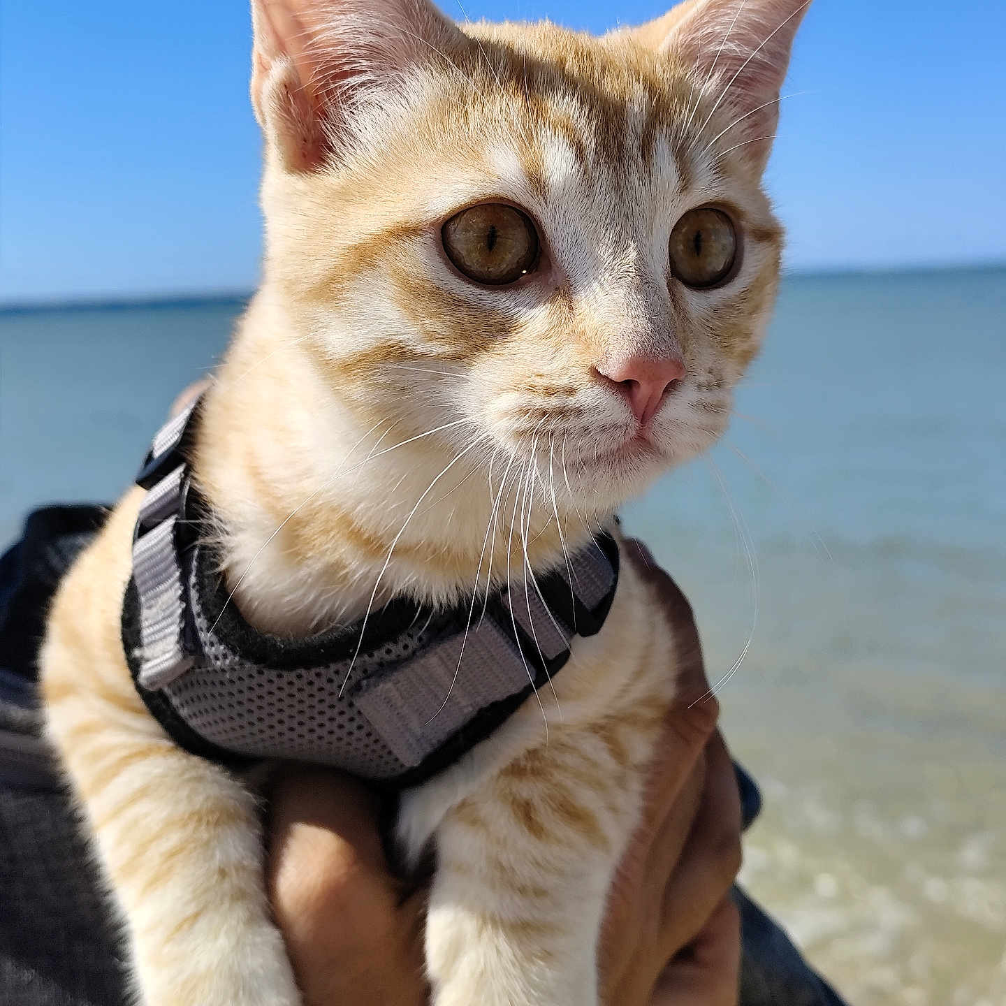 Twiggy a rejoint le concours — aidez-le/la à gagner de superbes lots ! animal, beach, cat, close_up, curious, face, hand, harness, kitten, nature, orange_tabby, outdoor, person_holding, pet, sea, sky, sunlight, water, whiskers, young_cat