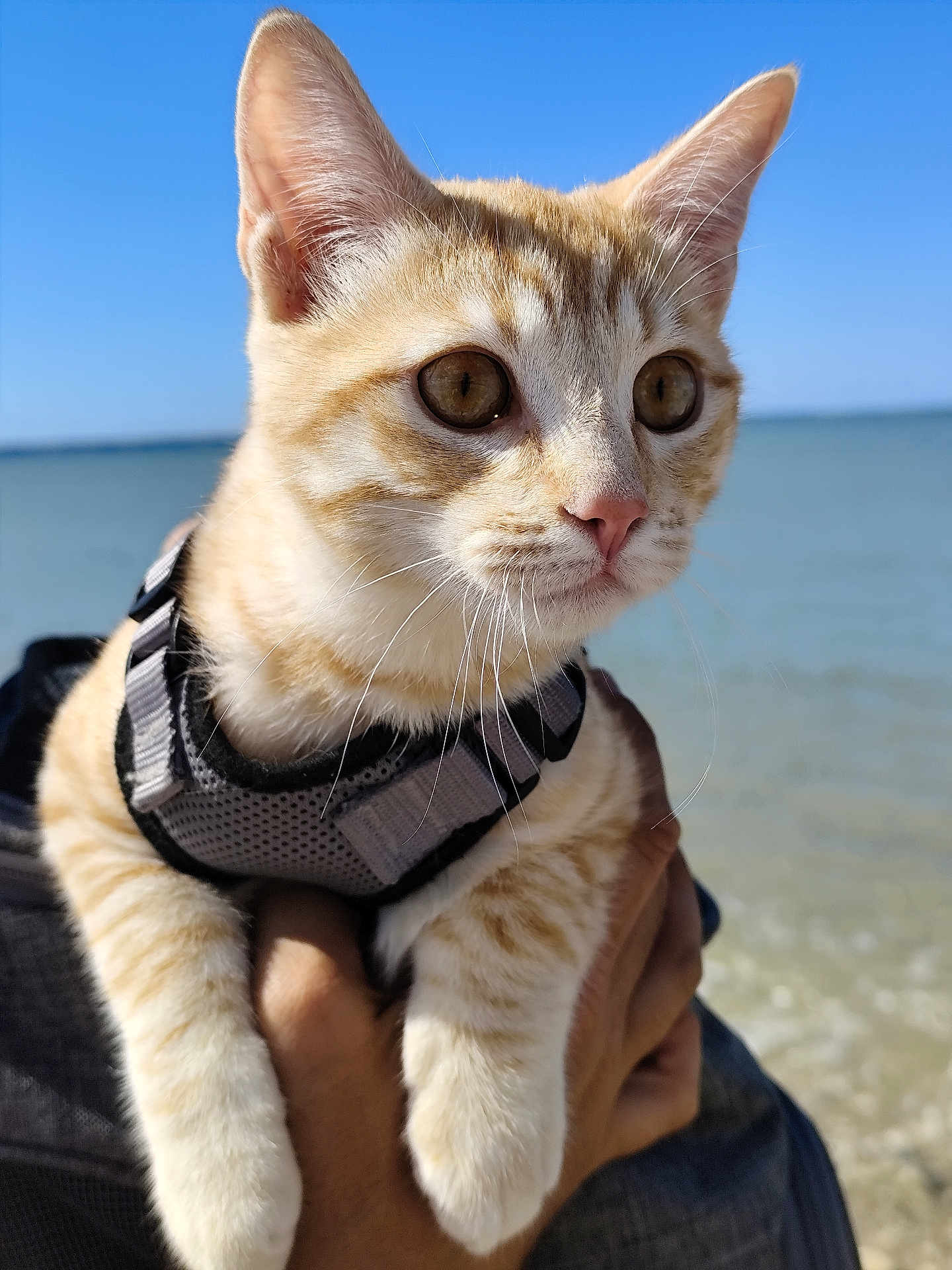 Twiggy a rejoint le concours — aidez-le/la à gagner de superbes lots ! kitten, cat, orange_tabby, pet, animal, harness, close_up, outdoor, beach, sea, sky, person_holding, whiskers, face, curious, young_cat, sunlight, nature, hand, water