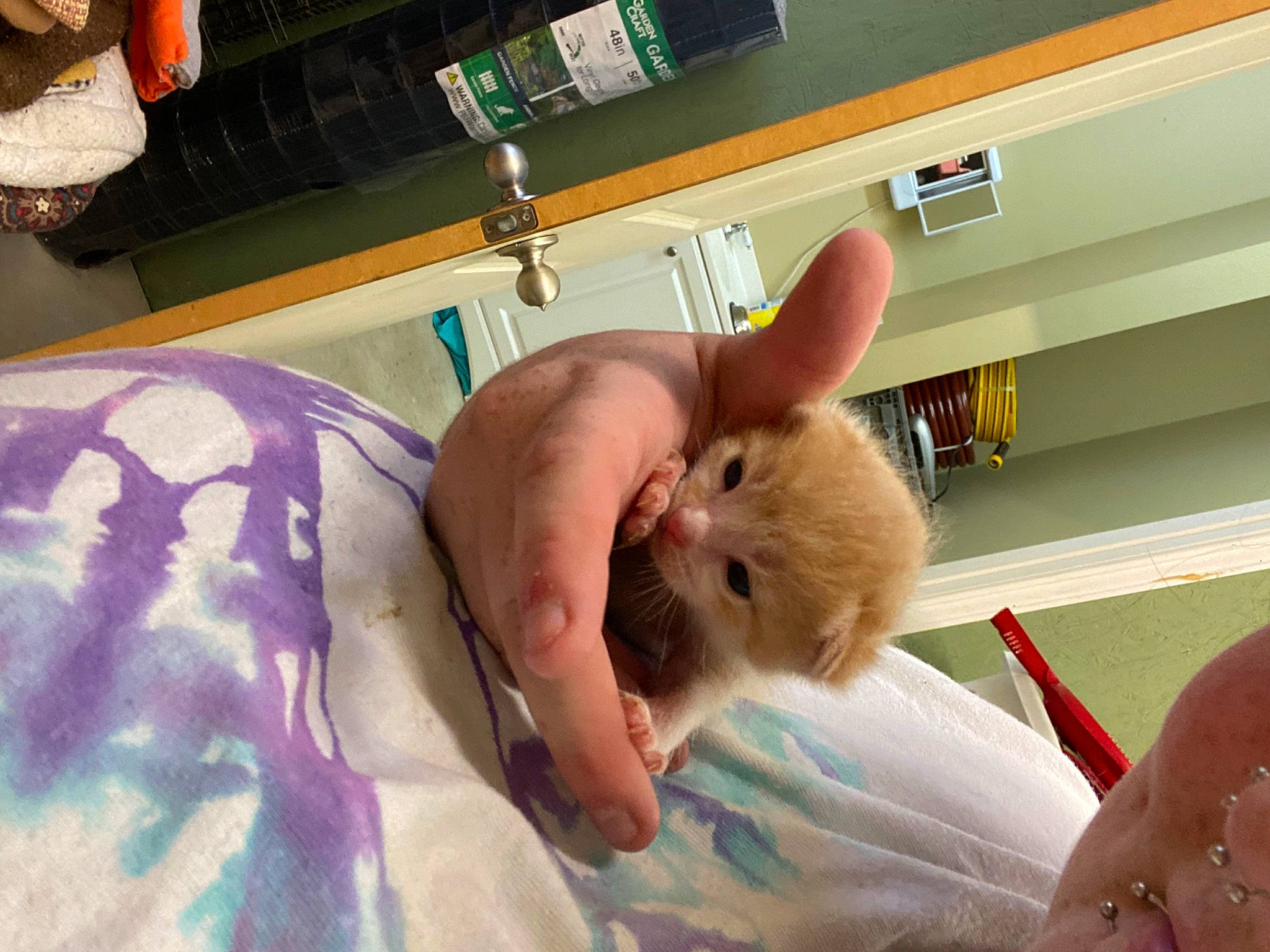 Nugget joined the competition — help win amazing prizes! bed, child, degu, ear, event, fawn, finger, fur, hamster, marsupial, mouse, muroidea, rat, rodent, room, small_to_medium_sized_cats, snout, stuffed_toy, thumb, whiskers