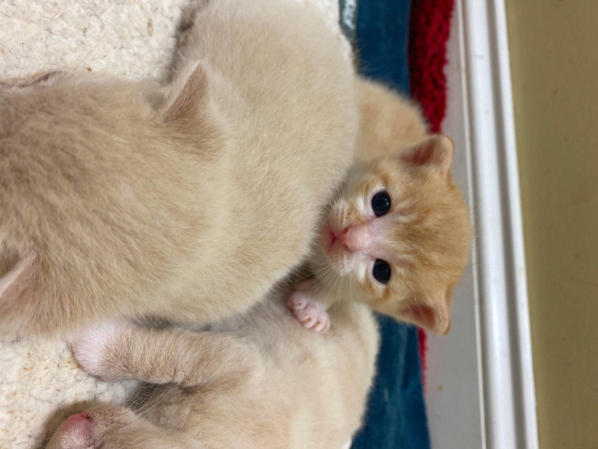 Nugget is registered to the contest to win money with this photo: carnivore, cat, claw, collar, domestic_short_haired_cat, fawn, felidae, fur, paw, pet_supply, small_to_medium_sized_cats, snout, tail, terrestrial_animal, whiskers