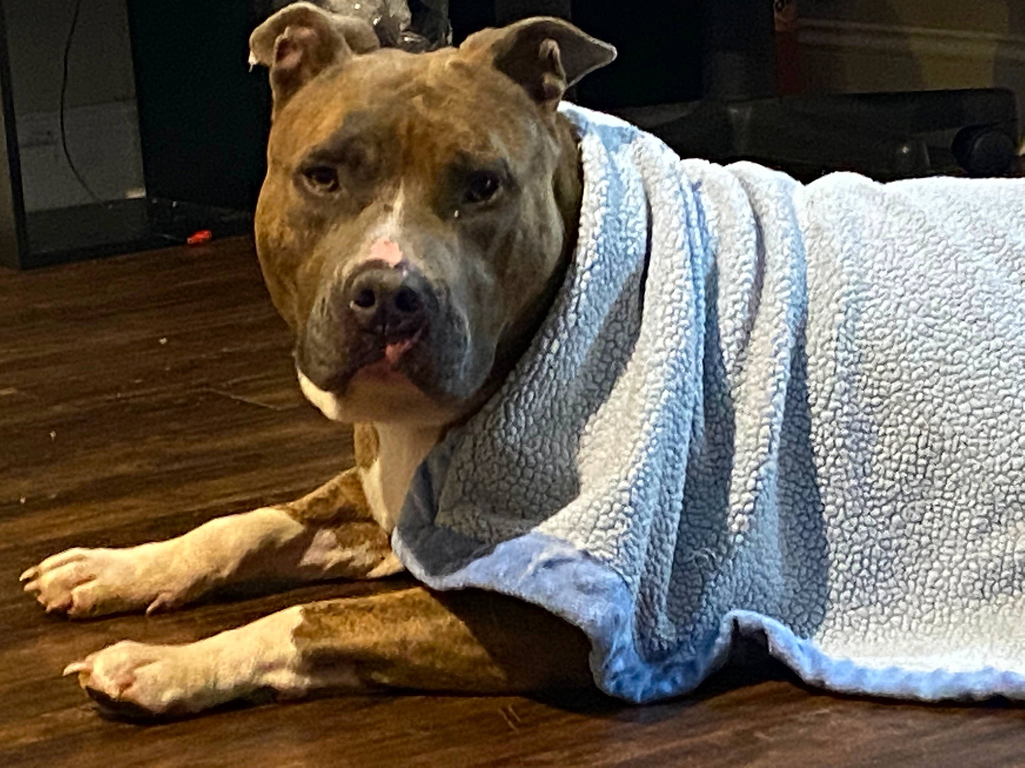 Kash joined the competition — help win amazing prizes! canidae, carnivore, companion_dog, dog, dog_breed, electric_blue, fawn, flooring, fur, guard_dog, hardwood, molosser, non_sporting_group, snout, sporting_group, terrestrial_animal, whiskers, wood, working_dog, wrinkle