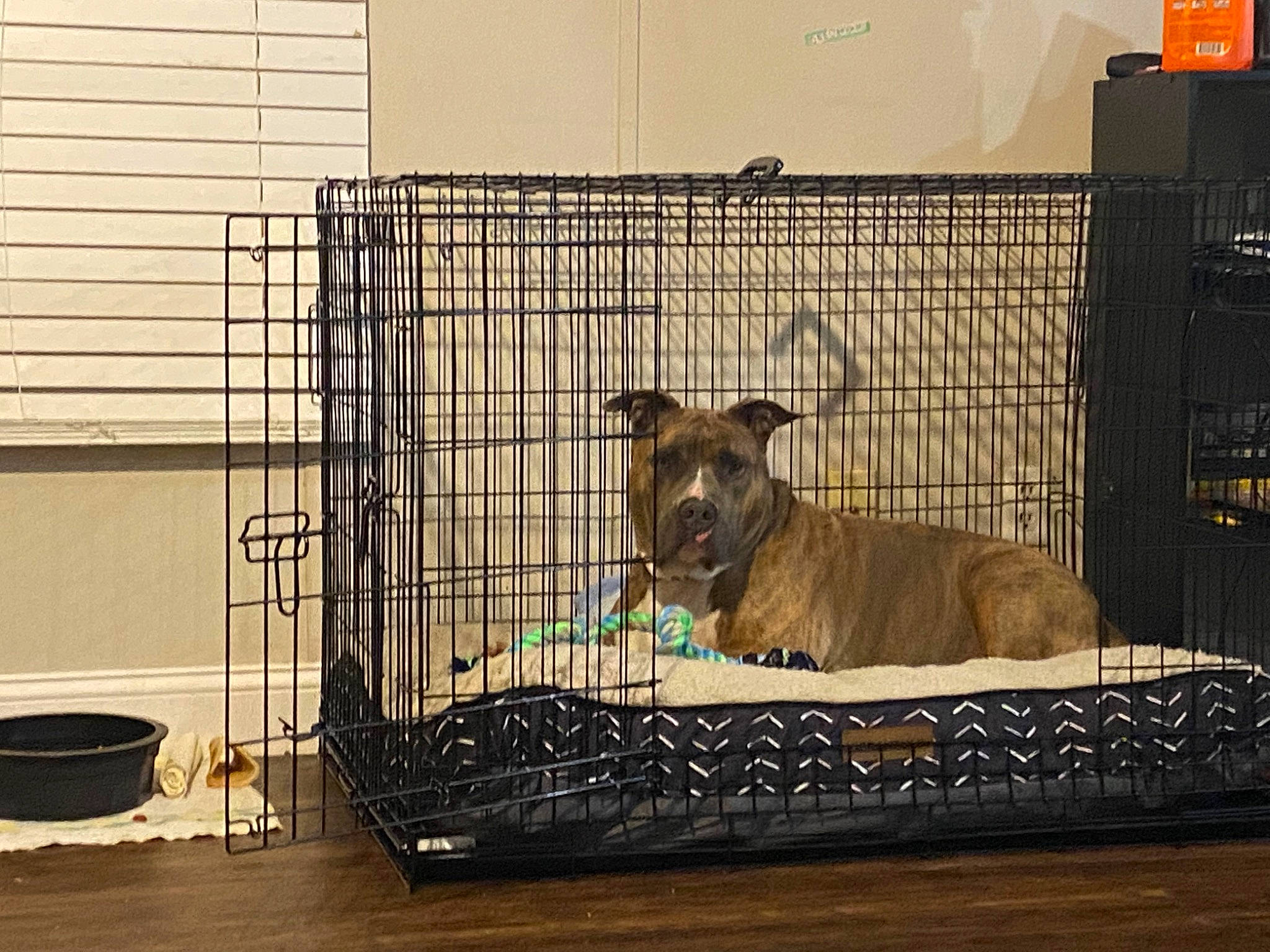 Kash is registered to the contest to win money with this photo: animal_shelter, cage, canidae, carnivore, companion_dog, dog, dog_breed, dog_crate, dog_supply, fawn, felidae, guard_dog, kennel, mammal, metal, pet_supply, snout, sporting_group, terrestrial_animal, working_animal