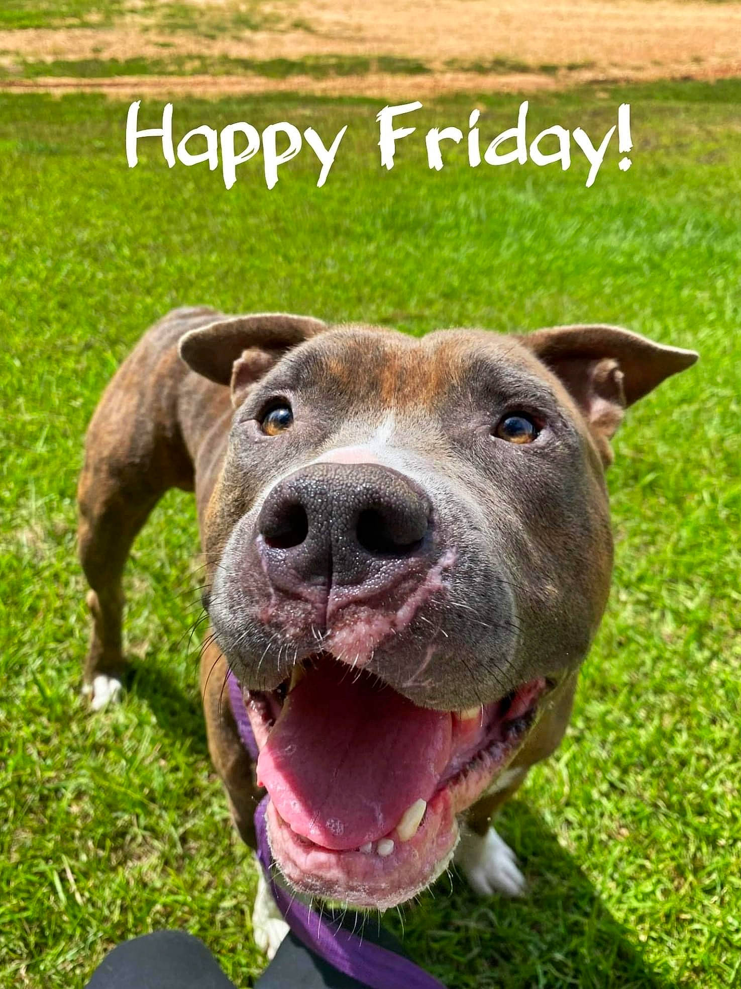 Kash joined the competition — help win amazing prizes! canidae, carnivore, collar, companion_dog, dog, dog_breed, dog_collar, fashion_accessory, fawn, grass, grassland, landscape, liver, prairie, snout, sporting_group, terrestrial_animal, whiskers, working_animal, working_dog