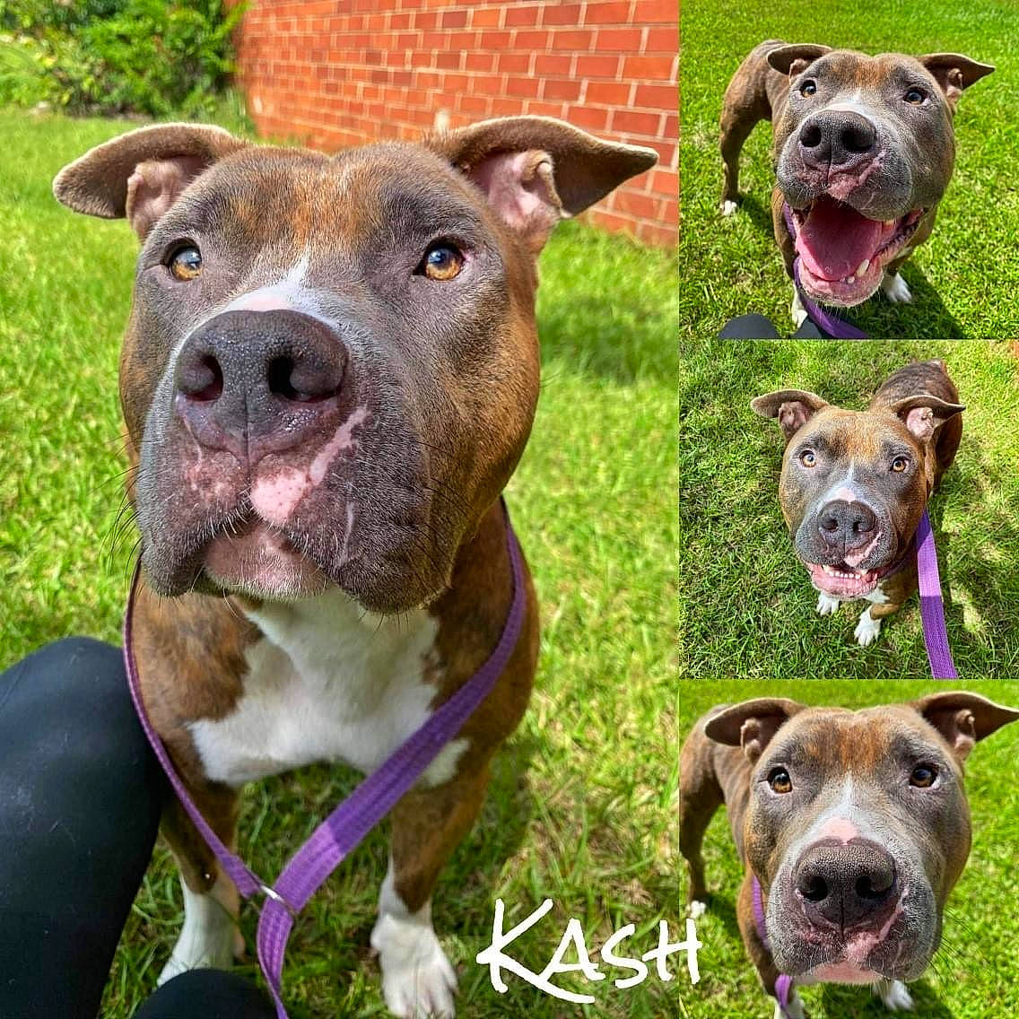 Kash joined the competition — help win amazing prizes! art, carnivore, collar, companion_dog, dog, dog_breed, dog_collar, dog_supply, fawn, grass, green, liver, non_sporting_group, pet_supply, plant, snout, sporting_group, vertebrate, working_animal, working_dog