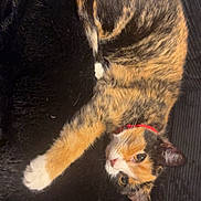 Millie is registered to the contest to win money with this photo: cat, calico_cat, pet, feline, animal, fur, orange_fur, black_fur, white_fur, green_eyes, collar, lying_down, upside_down, paw, whiskers, cushion, sofa, indoors, portrait, funny