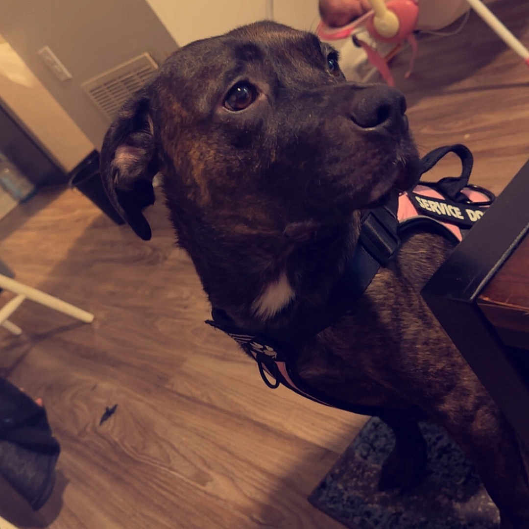 Bella is registered to the contest to win money with this photo: dog, service_dog, brindle, indoor, wooden_floor, baby, baby_rocker, pink, sleeping_baby, pet, animal, flooring, furniture, wall, household, domestic, companion, cute, alert, resting