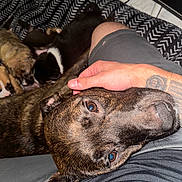 Bella joined the competition — help win amazing prizes! dog, puppies, brindle, person, hand, lap, blanket, pattern, indoor, resting, cuddle, pet, animal, closeup, comfort, canine, fur, sleepy, relax, home