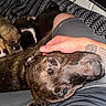 dog, puppies, brindle, person, hand, lap, blanket, pattern, indoor, resting, cuddle, pet, animal, closeup, comfort, canine, fur, sleepy, relax, home