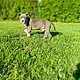 Alpha a rejoint le concours — aidez-le/la à gagner de superbes lots ! puppy, dog, grass, outdoor, greenery, animal, pet, young, cute, curious, nature, summer, canine, alert, standing, fur, white, gray, daylight, playful