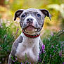 Alpha participe au concours pour gagner de l'argent avec cette photo : puppy, dog, collar, flowers, greenery, nature, outdoor, young, cute, animal, grass, portrait, plant, fur, eyes, ears, pet, closeup, background_blur, spring