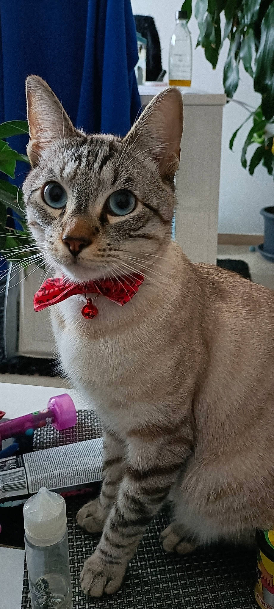 Mizou participe au concours pour gagner de l'argent avec cette photo : carnivore, cat, domestic_short_haired_cat, felidae, flowerpot, fur, houseplant, paw, plant, small_to_medium_sized_cats, snout, tail, terrestrial_animal, whiskers, window