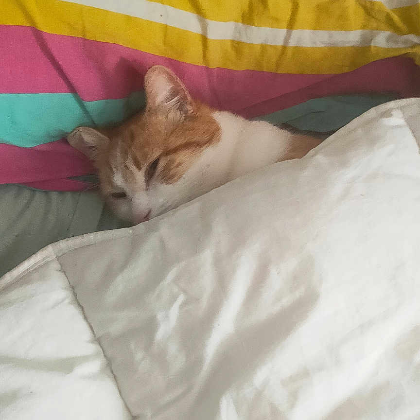 Nao a rejoint le concours — aidez-le/la à gagner de superbes lots ! animal, bed, bedroom, blanket, cat, crib, cushion, furniture, homedecor, indoors, infantbed, kitten, linen, manx, person, pet, pillow, quilt, room, sleeping