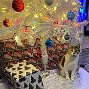 Sushi is registered to the contest to win money with this photo: cat, christmas_tree, white_tree, ornaments, presents, gift_wrap, holiday, festive, calico_cat, indoor, decorations, lights, floor, tree_skirt, seated, curious, colorful, tiled_floor, cat_face, celebration