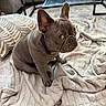 Lilo is registered to the contest to win money with this photo: french_bulldog, puppy, dog, pet, blanket, cushion, indoor, carpet, floor, furniture, table, curious, looking, side_eye, ears_up, small_dog, cute, domestic_animal, companion, cozy