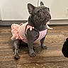 Lilo joined the competition — help win amazing prizes! dog, french_bulldog, pet, tutu, pink_clothing, floor, wooden_floor, indoor, animal, cute, small_dog, sitting, looking_up, ears_up, adorable, costume, clothing, domestic_animal, portrait, expression