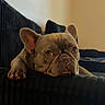 dog, french_bulldog, pet, lounge, couch, indoor, resting, brown, ears, face, paw, fur, expression, home, comfort, looking, animal, canine, portrait, relaxed
