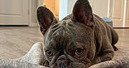 Lilo is registered to the contest to win money with this photo: dog, french_bulldog, pet, indoor, floor, blanket, brown_dog, canine, cute, animal, laying_down, ears, close_up, house, home, domestic, flooring, resting, portrait, looking