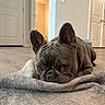 dog, french_bulldog, pet, indoor, floor, blanket, brown_dog, canine, cute, animal, laying_down, ears, close_up, house, home, domestic, flooring, resting, portrait, looking