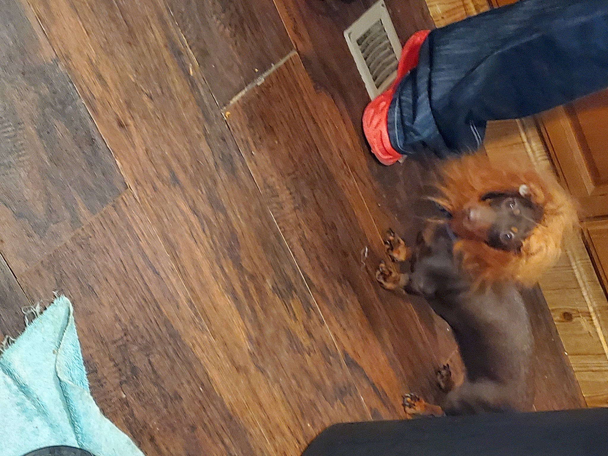 Sweet Georgia Peach is registered to the contest to win money with this photo: brown, carnivore, companion_dog, dog, floor, flooring, fur, hardwood, human_leg, laminate_flooring, liver, lumber, pattern, plank, plywood, tints_and_shades, varnish, wood, wood_flooring, wood_stain