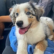 Snickers participe au concours pour gagner de l'argent avec cette photo : puppy, dog, pet, animal, fluffy, white_fur, brown_fur, black_fur, blue_eyes, tongue_out, happy, sitting, car, car_interior, passenger, blanket, portrait, closeup, human, travel