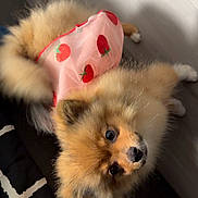 Himari joined the competition — help win amazing prizes! puppy, dog, small_dog, fluffy, fur, brown, orange, strawberry_dress, pink_clothing, pet, animal, cute, lying_down, upside_down, indoor, bed, bedding, portrait, close_up, adorable