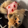 puppy, dog, small_dog, fluffy, fur, brown, orange, strawberry_dress, pink_clothing, pet, animal, cute, lying_down, upside_down, indoor, bed, bedding, portrait, close_up, adorable