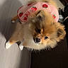 Himari joined the competition — help win amazing prizes! puppy, dog, small_dog, fluffy, brown_fur, white_paws, strawberry_outfit, pink_clothing, pet, cute, adorable, animal, portrait, indoors, living_room, sofa, wall, looking_at_camera, long_fur, close_up