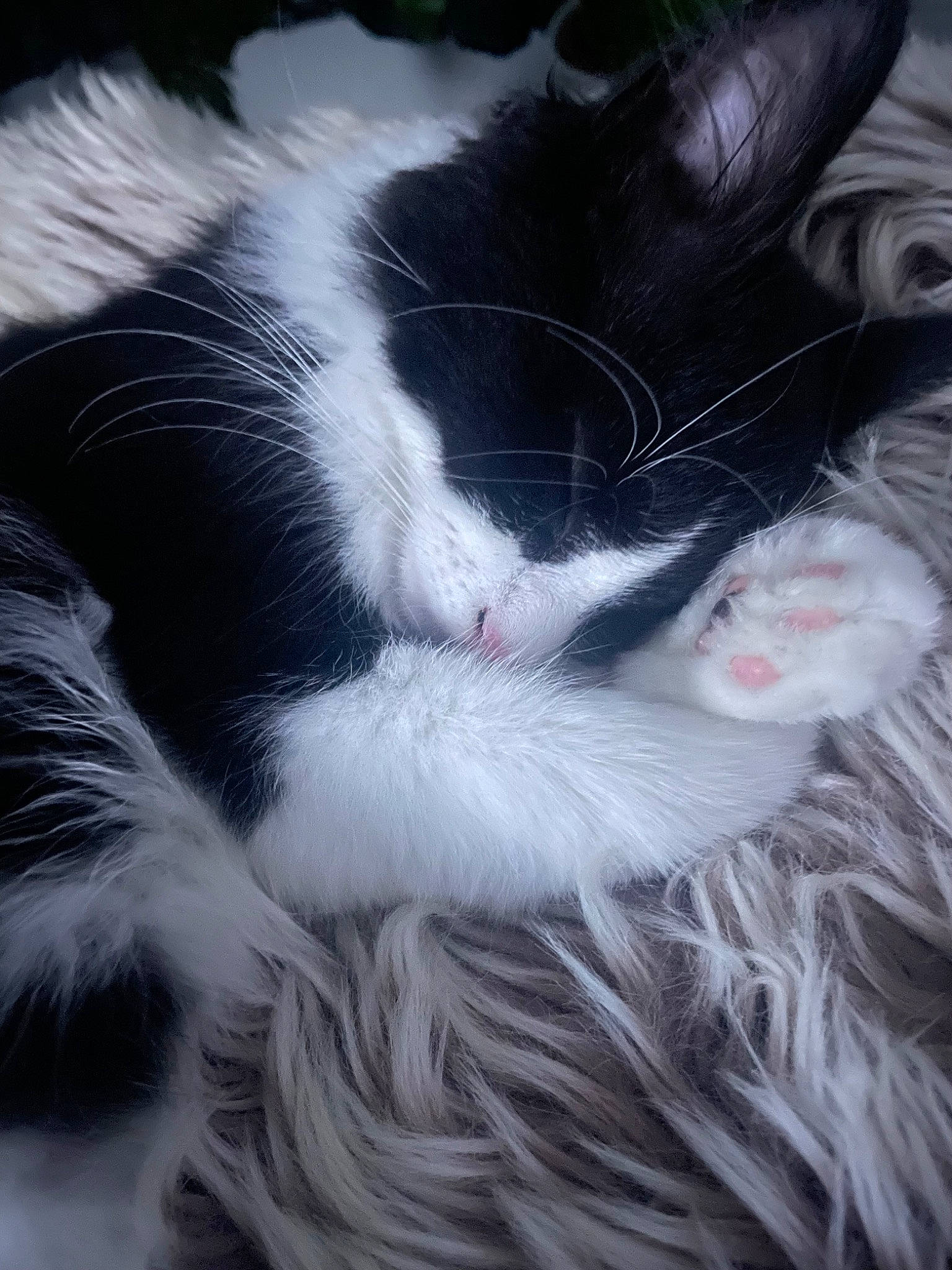 Mabel joined the competition — help win amazing prizes! carmine, carnivore, cat, claw, cloud, comfort, domestic_short_haired_cat, felidae, foot, fur, gesture, human_leg, jaw, paw, plant, small_to_medium_sized_cats, snout, tail, tree, whiskers