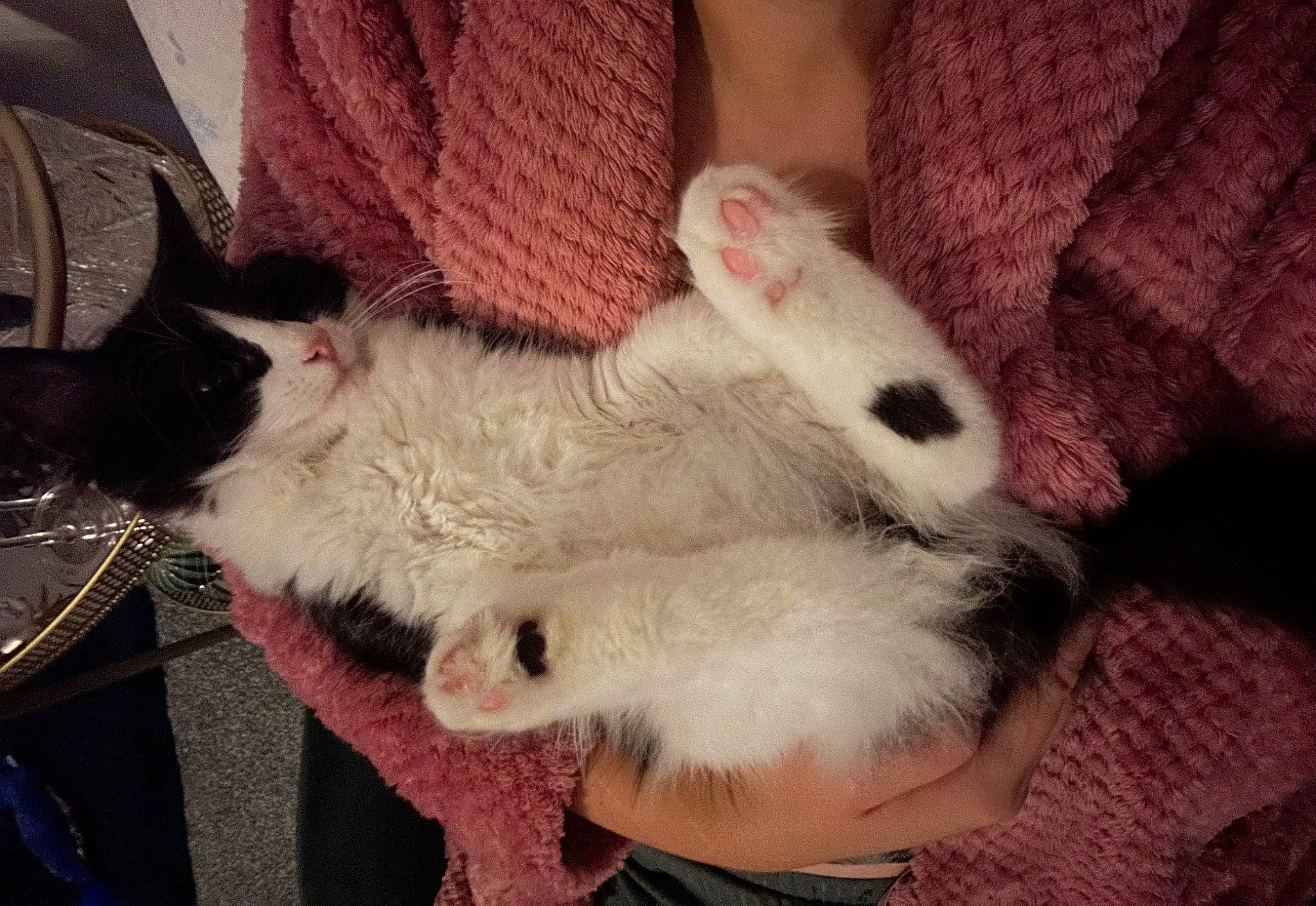 Mabel joined the competition — help win amazing prizes! carnivore, cat, claw, comfort, companion_dog, dog_breed, domestic_short_haired_cat, ear, felidae, foot, fur, gesture, human_leg, lap, nap, paw, small_to_medium_sized_cats, snout, tail, whiskers